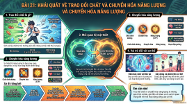 Trao_đổi_chất_và_năng_lượng.png