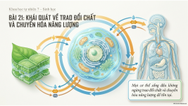 Bài 21- Khái quát về trao đổi chất và chuyển hóa năng lượng (1).png