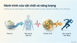 Bài 21- Khái quát về trao đổi chất và chuyển hóa năng lượng (3).png