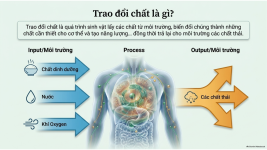 Bài 21- Khái quát về trao đổi chất và chuyển hóa năng lượng (4).png