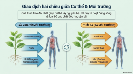 Bài 21- Khái quát về trao đổi chất và chuyển hóa năng lượng (5).png