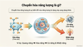 Bài 21- Khái quát về trao đổi chất và chuyển hóa năng lượng (7).png