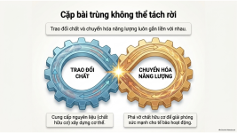 Bài 21- Khái quát về trao đổi chất và chuyển hóa năng lượng (8).png