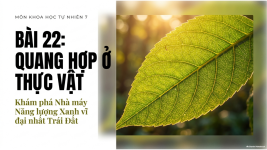 Bài 22- Quang hợp ở thực vật (1).png