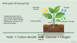 Bài 22- Quang hợp ở thực vật (3).png