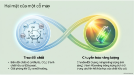 Bài 22- Quang hợp ở thực vật (4).png