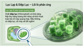 Bài 22- Quang hợp ở thực vật (6).png
