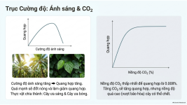 Bài 22- Quang hợp ở thực vật (8).png