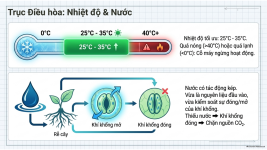 Bài 22- Quang hợp ở thực vật (9).png