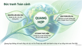 Bài 22- Quang hợp ở thực vật (15).png