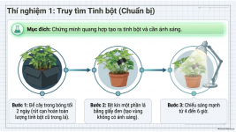 Bài 22- Quang hợp ở thực vật (11).png