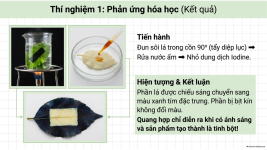 Bài 22- Quang hợp ở thực vật (12).png