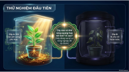 Bài 23- Một số yếu tố ảnh hưởng đến quang hợp (3).png