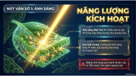 Bài 23- Một số yếu tố ảnh hưởng đến quang hợp (4).png
