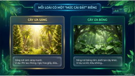 Bài 23- Một số yếu tố ảnh hưởng đến quang hợp (5).png