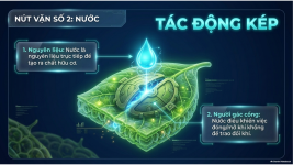 Bài 23- Một số yếu tố ảnh hưởng đến quang hợp (6).png