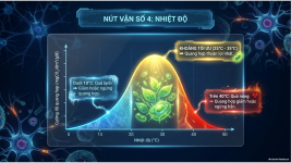 Bài 23- Một số yếu tố ảnh hưởng đến quang hợp (10).png