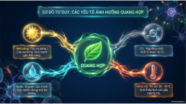 Bài 23- Một số yếu tố ảnh hưởng đến quang hợp (15).png