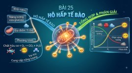 BÀI 25- hÔ HẤP TẾ BÀO.jpeg