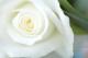 white_rose0126