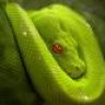 greensnake