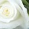 white_rose0126