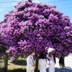 Hoa bằng lăng tím