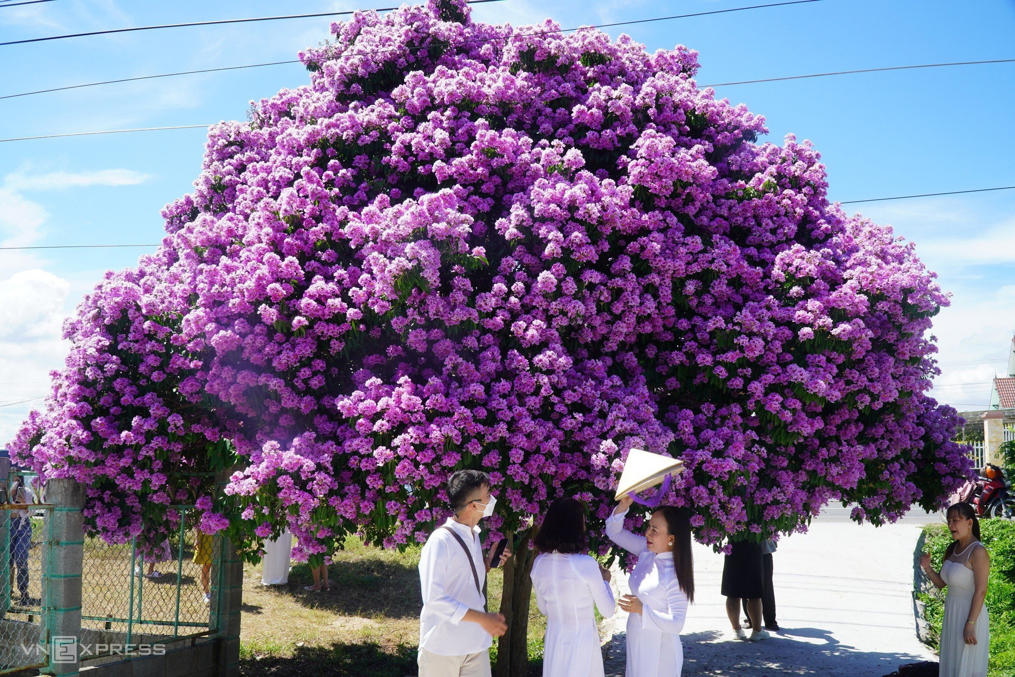 Hoa bằng lăng tím